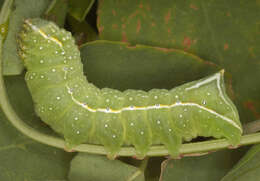 Image of copper underwing