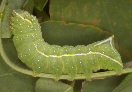 Image of copper underwing