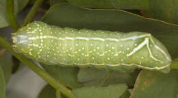 Image of copper underwing