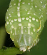 Image of copper underwing