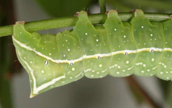 Image of copper underwing