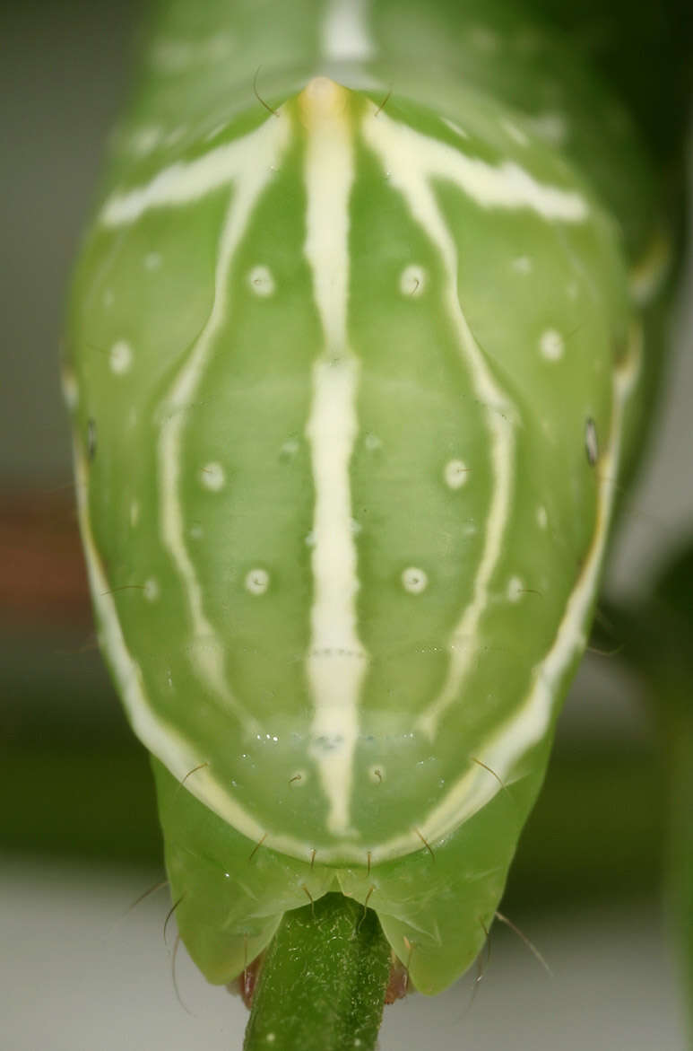 Image of copper underwing