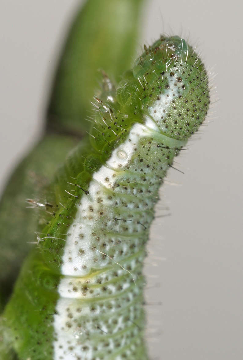 Image of orange tip