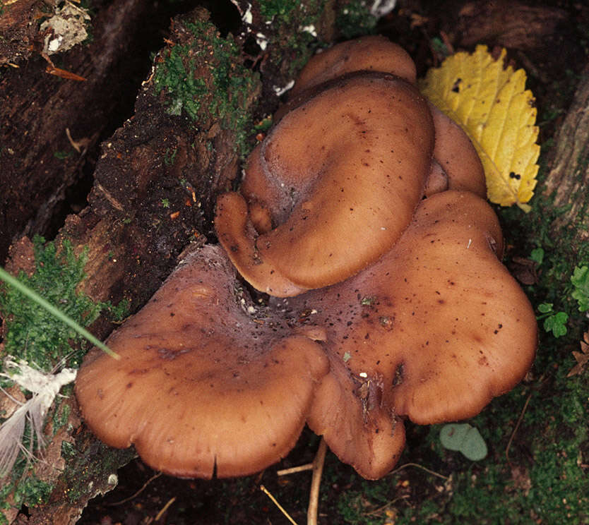 Image of Lentinellus cochleatus (Pers.) P. Karst. 1879