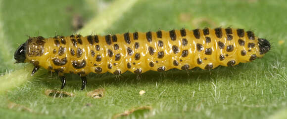 Image of Viburnum leaf beetle