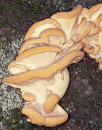 Image de Polypore géant