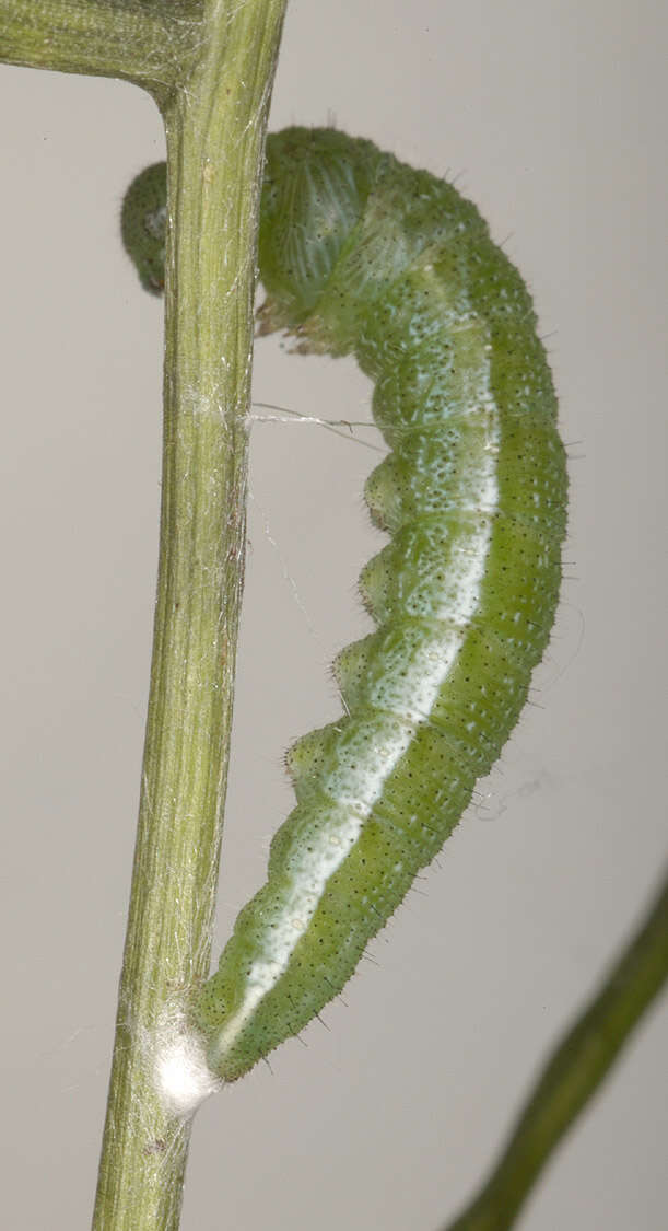 Image of orange tip