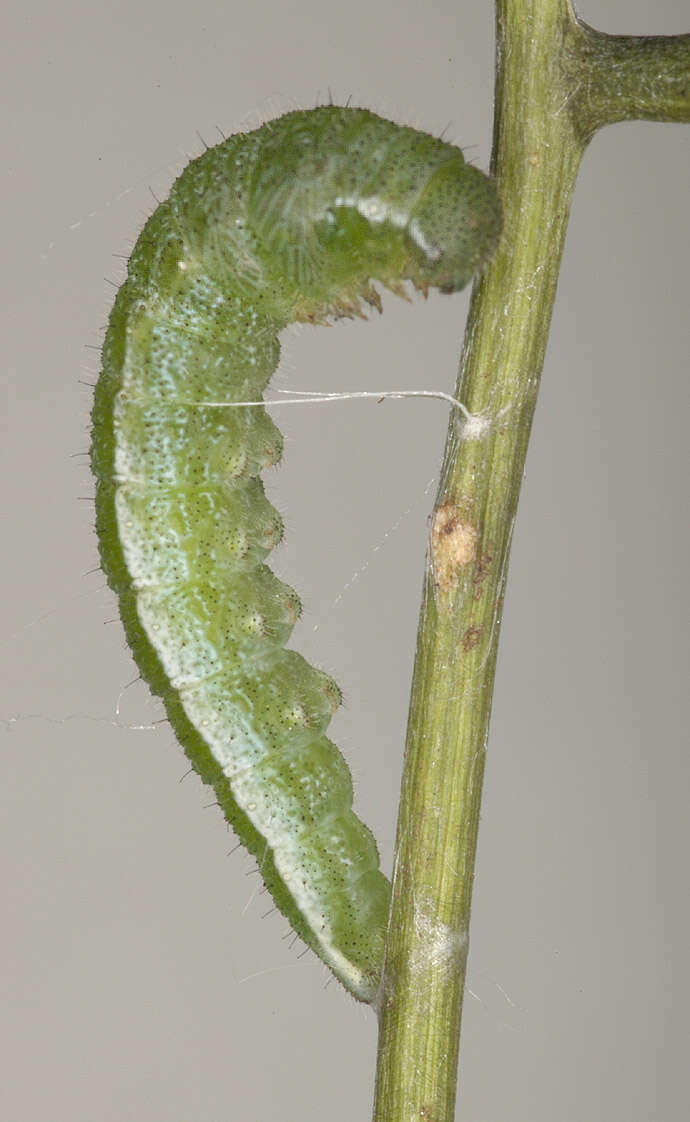 Image of orange tip