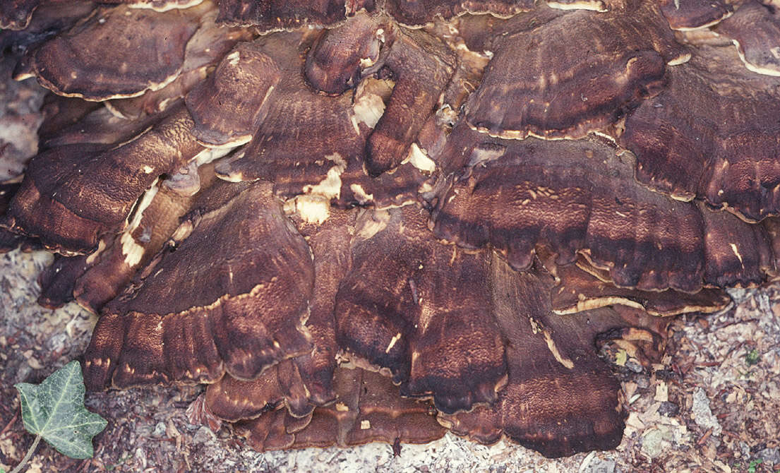 Image de Polypore géant