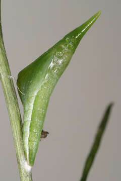 Image of orange tip