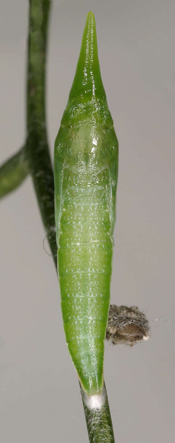 Image of orange tip