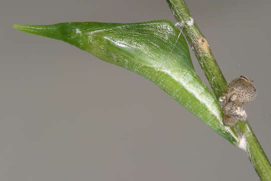 Image of orange tip