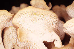 Image de Polypore en ombelle