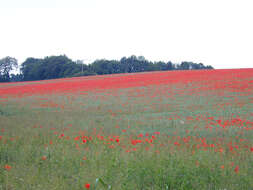 Image of corn poppy