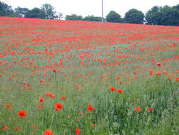 Image of corn poppy