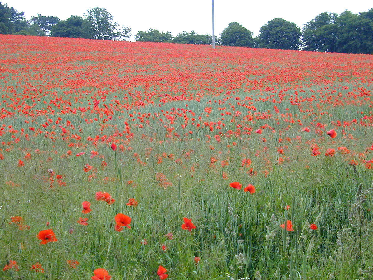 Image de Coquelicot