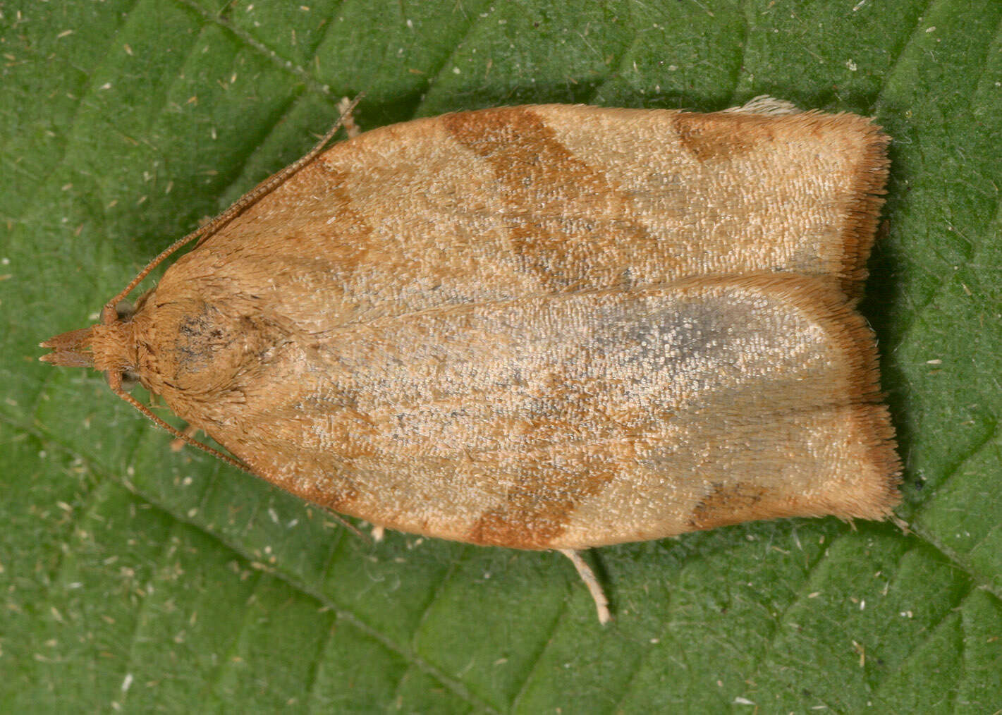 Image of barred fruit-tree tortrix