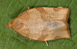 Image of barred fruit-tree tortrix