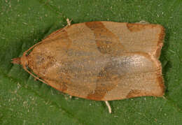 Image of barred fruit-tree tortrix