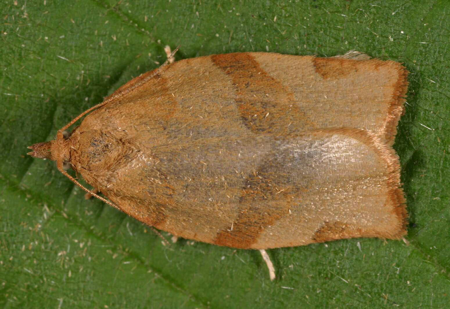 Image of barred fruit-tree tortrix