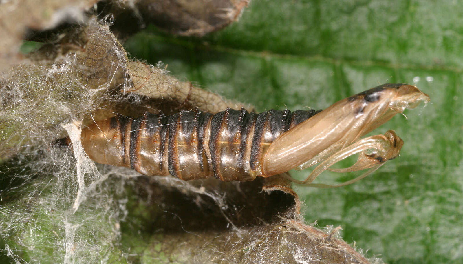 Image of barred fruit-tree tortrix