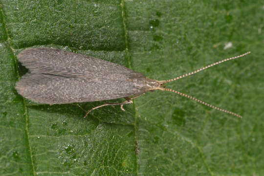 Image of Coleophora coracipennella Hübner