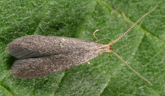 Image of Coleophora coracipennella Hübner