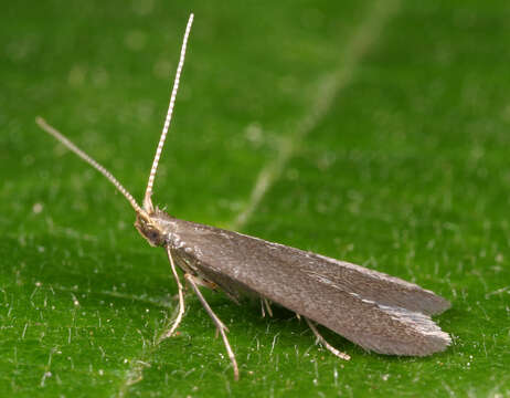 Image of Coleophora coracipennella Hübner