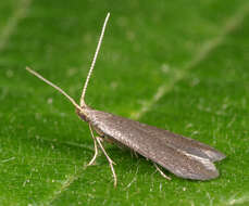 Image of Coleophora coracipennella Hübner