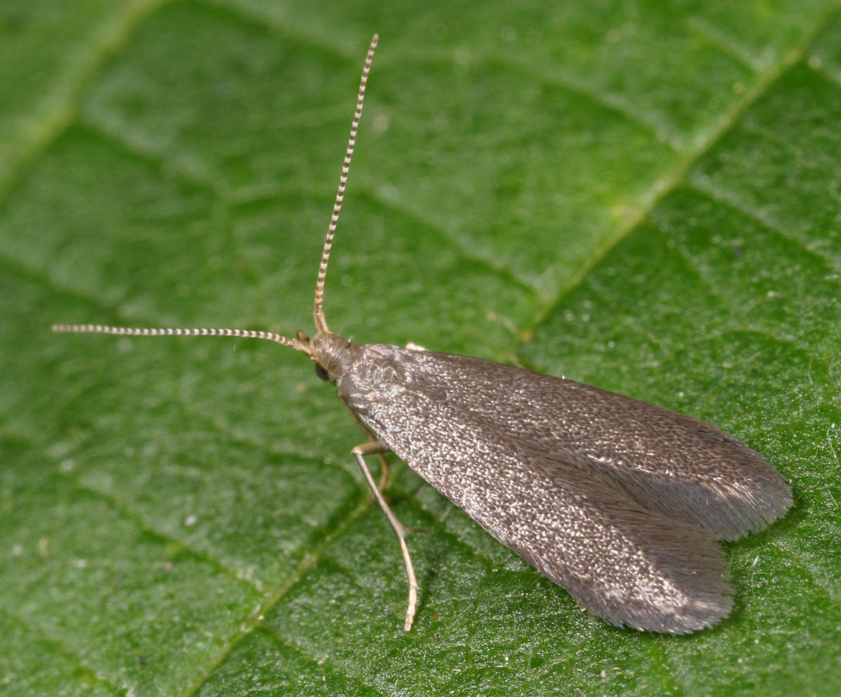 Image of Coleophora coracipennella Hübner