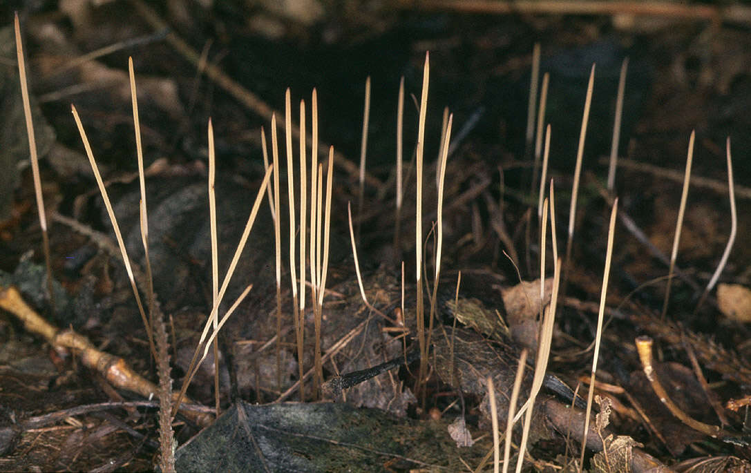 Macrotyphula juncea (Alb. & Schwein.) Berthier 1974 resmi