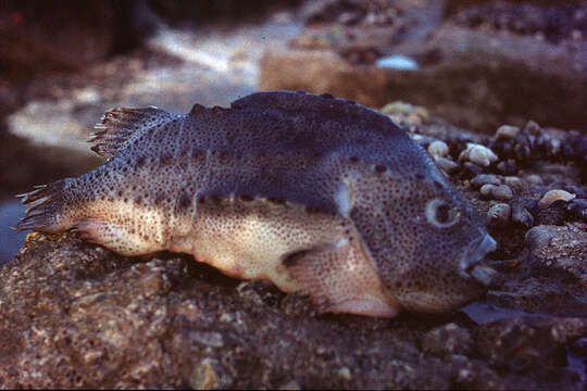 Image of Cyclopterus