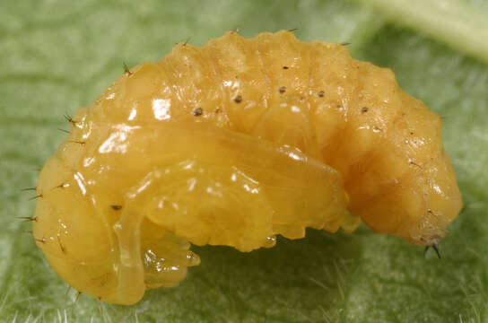 Image of Viburnum leaf beetle