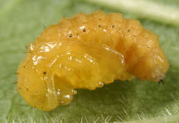 Image of Viburnum leaf beetle