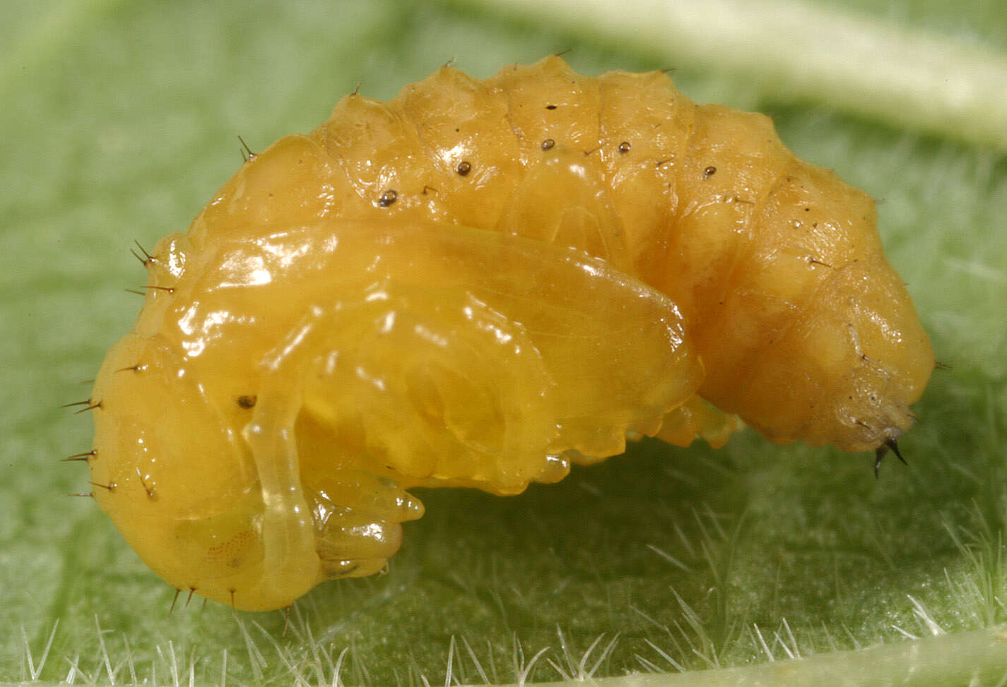 Image of Viburnum leaf beetle