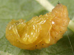 Image of Viburnum leaf beetle