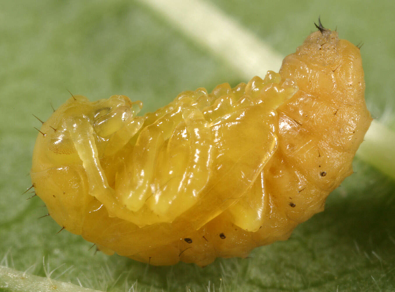 Image of Viburnum leaf beetle