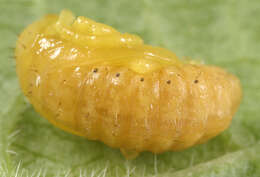 Image of Viburnum leaf beetle