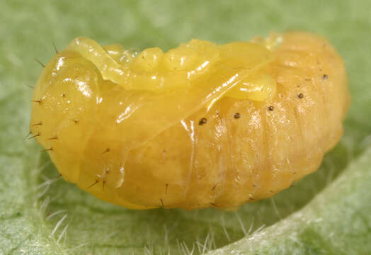 Image of Viburnum leaf beetle