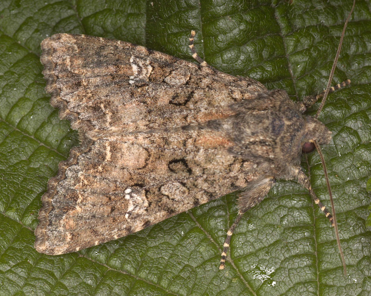 Image of Cabbage Moth