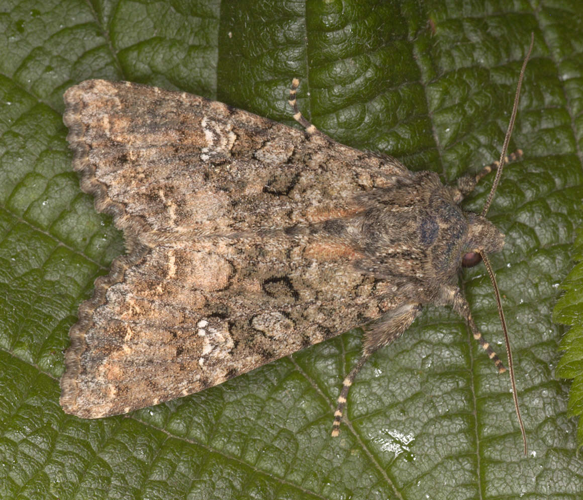 Image of Cabbage Moth