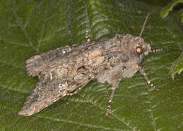 Image of Cabbage Moth