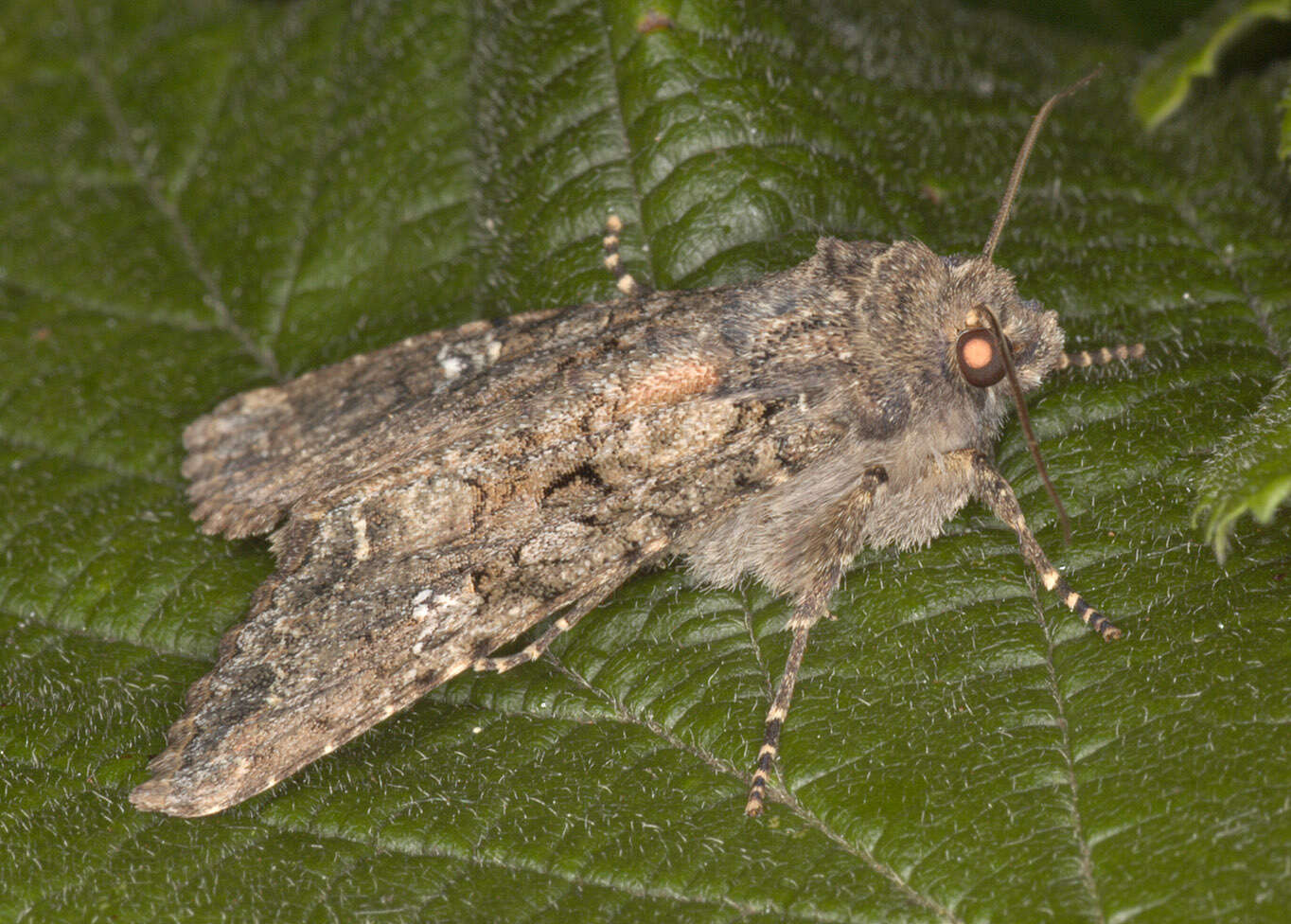 Image of Cabbage Moth