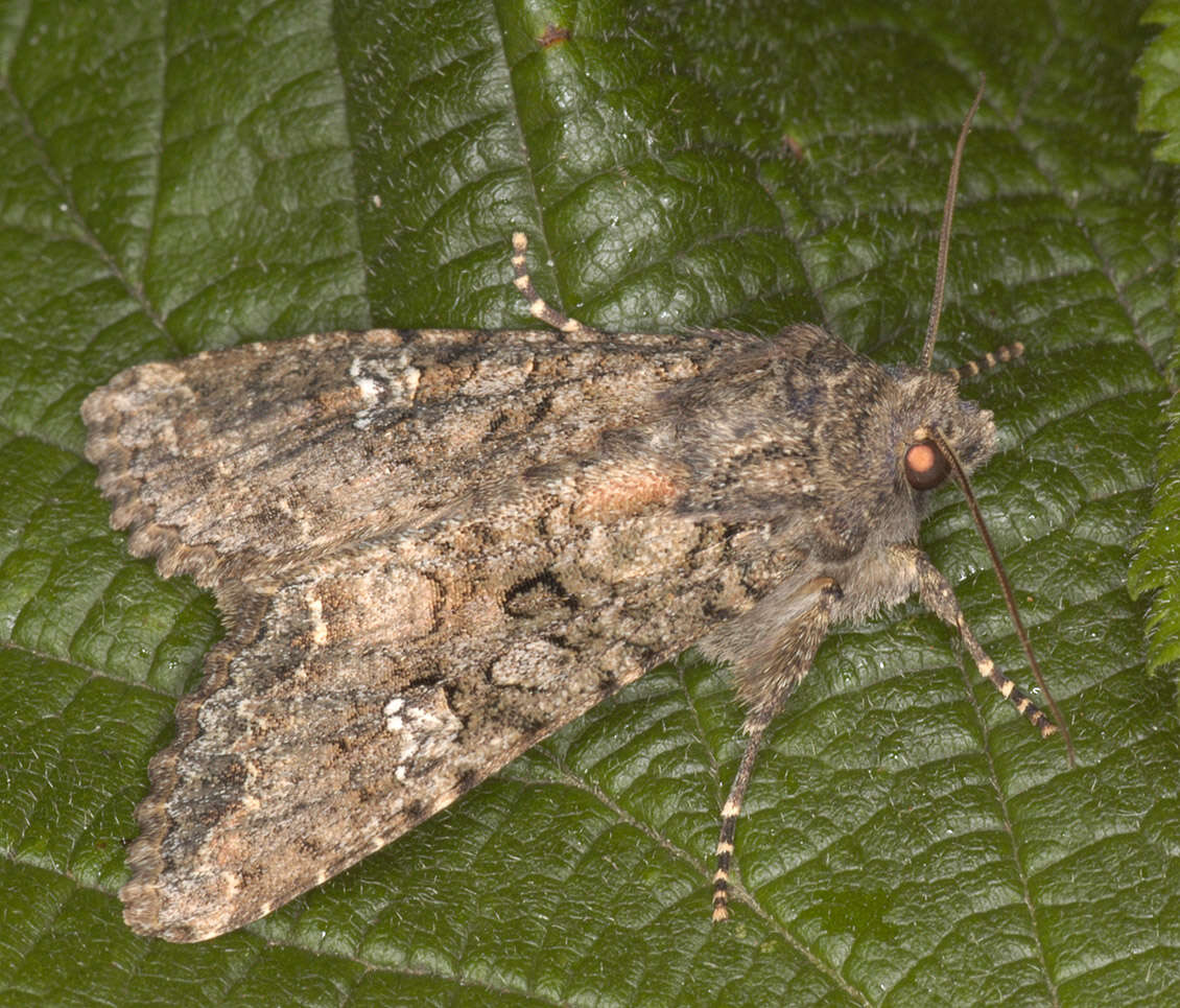 Image of Cabbage Moth