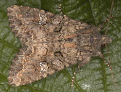 Image of Cabbage Moth