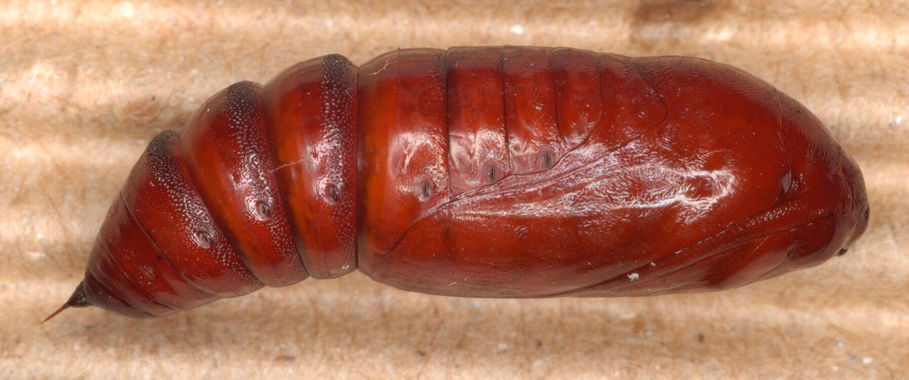 Image of Cabbage Moth