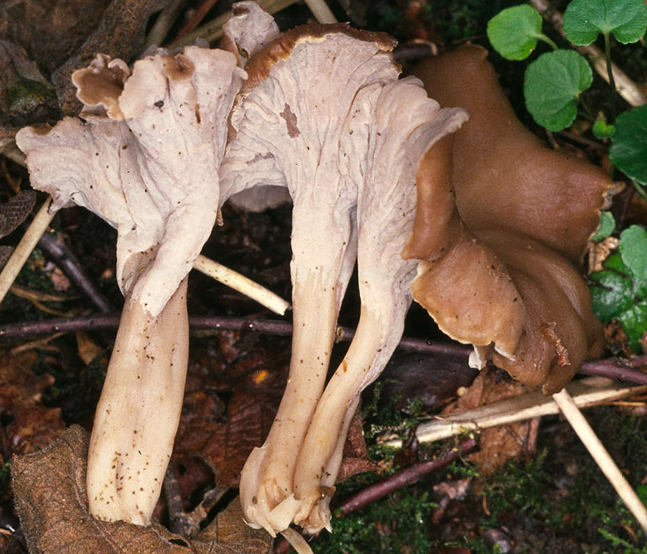 Слика од Pseudocraterellus undulatus (Pers.) Rauschert 1987