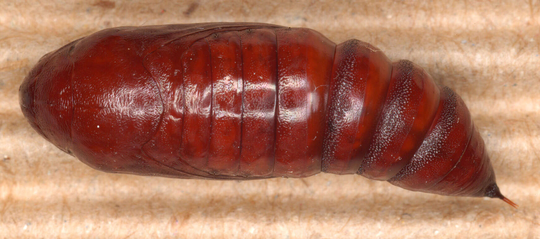 Image of Cabbage Moth