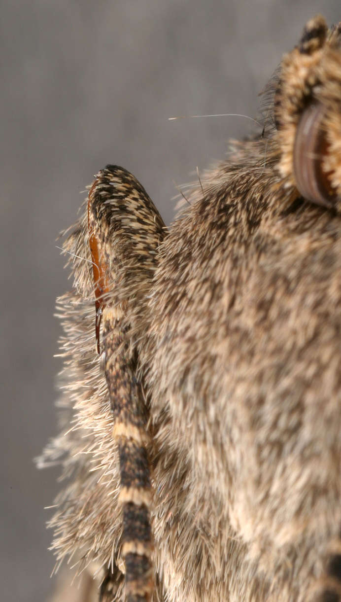 Image of Cabbage Moth