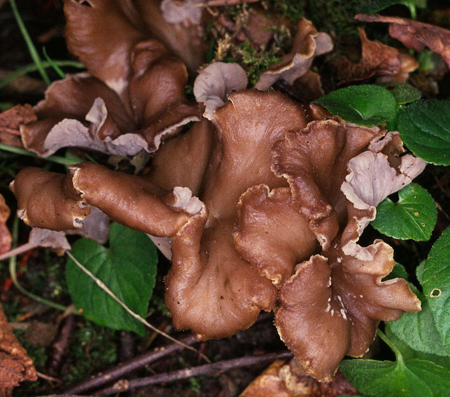 Слика од Pseudocraterellus undulatus (Pers.) Rauschert 1987